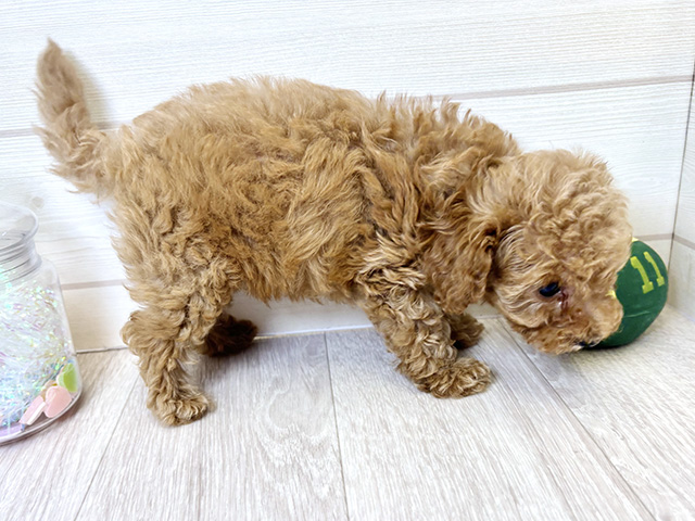 愛知県のタイニープードル (ペッツファースト大高店/2025年4月8日生まれ/男の子/アプリコット)の子犬の2枚目の画像
