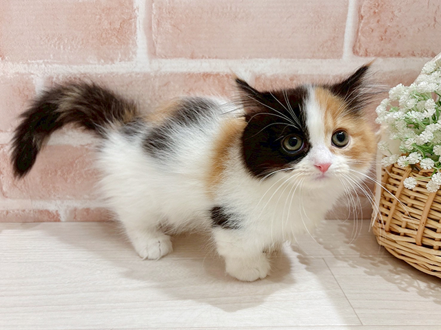東京都のマンチカン (ペッツファースト自由が丘店/2025年4月10日生まれ/女の子/キャリコ)の子猫の2枚目の画像