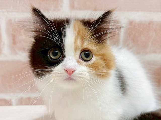 東京都のマンチカン (ペッツファースト自由が丘店/2025年4月10日生まれ/女の子/キャリコ)の子猫の3枚目の画像