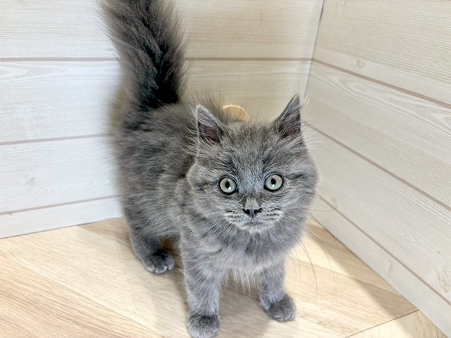 広島県のサイベリアン (ペッツファースト広島府中店/2025年4月8日生まれ/男の子/ブルー)の子猫の1枚目の画像
