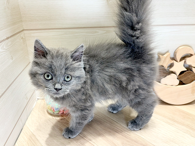 広島県のサイベリアン (ペッツファースト広島府中店/2025年4月8日生まれ/男の子/ブルー)の子猫の2枚目の画像