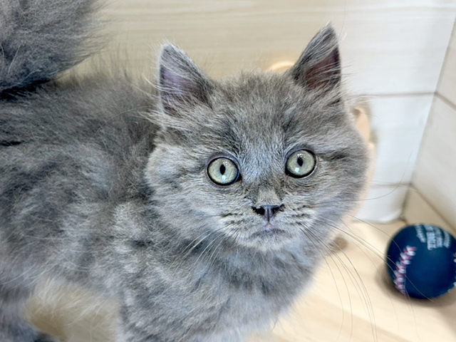 広島県のサイベリアン (ペッツファースト広島府中店/2025年4月8日生まれ/男の子/ブルー)の子猫の3枚目の画像