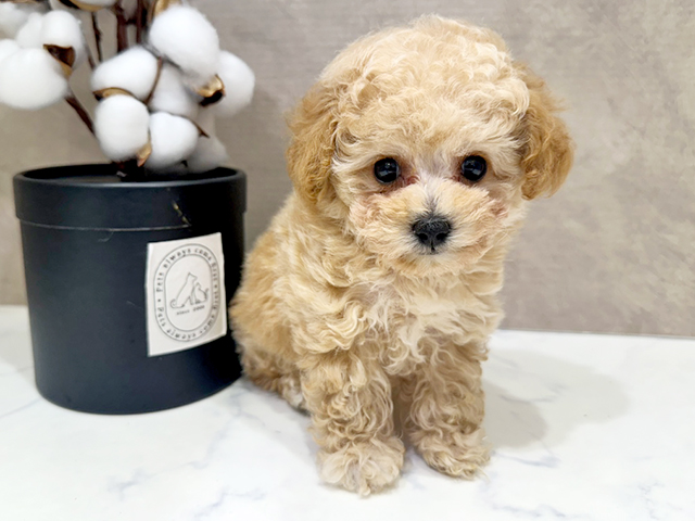 大阪府のティーカッププードル (ペッツファースト茶屋町店/2025年4月11日生まれ/男の子/アプリコット)の子犬