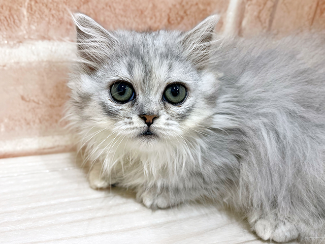 神奈川県のミヌエット (ペッツファーストfor cats横浜元町店/2025年4月11日生まれ/女の子/シルバータビー)の子猫の3枚目の画像