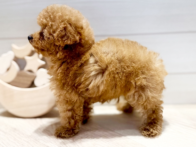 群馬県のタイニープードル (ペッツファースト高崎店/2025年4月11日生まれ/男の子/レッド)の子犬の2枚目の画像