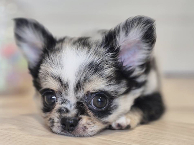 チワワ 川崎店 │ペッツファースト公式サイト