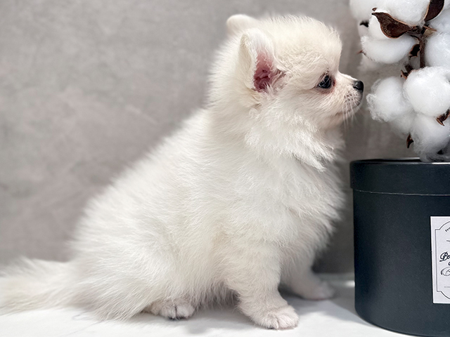 東京都のポメラニアン (ペッツファースト代官山店/2025年4月10日生まれ/男の子/クリーム)の子犬の2枚目の画像
