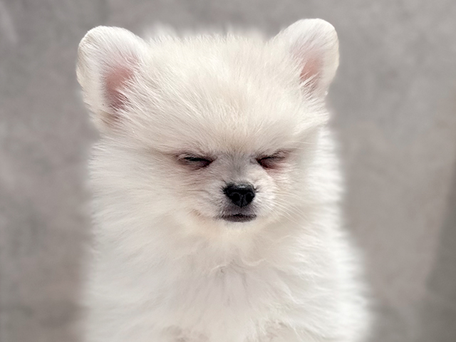 東京都のポメラニアン (ペッツファースト代官山店/2025年4月10日生まれ/男の子/クリーム)の子犬の3枚目の画像