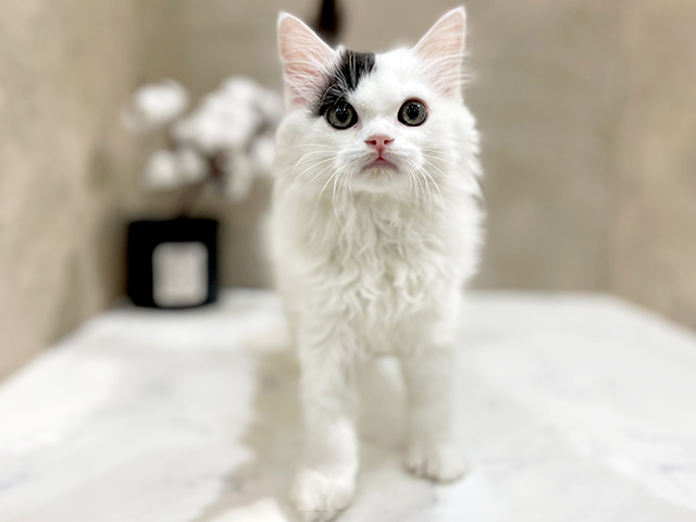 東京都のマンチカン (ペッツファースト中野店/2025年4月12日生まれ/男の子/ブラックホワイト)の子猫の1枚目の画像