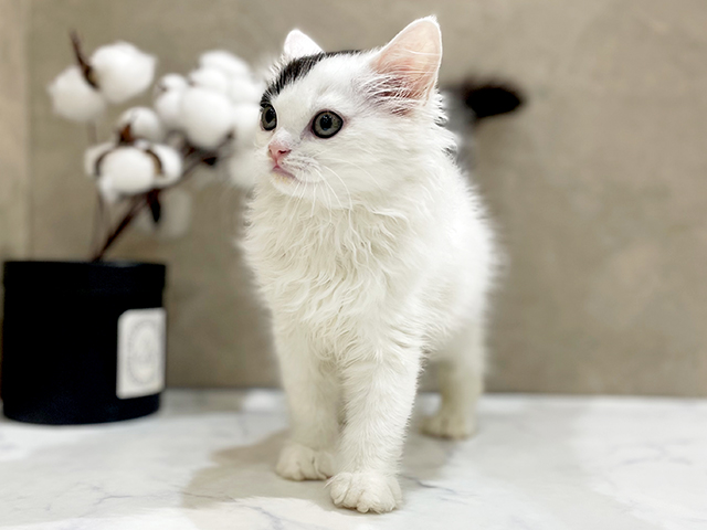東京都のマンチカン (ペッツファースト中野店/2025年4月12日生まれ/男の子/ブラックホワイト)の子猫の3枚目の画像