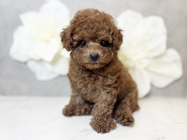 東京都のタイニープードル (ペッツファースト下北沢店/2025年4月14日生まれ/男の子/レッド)の子犬の1枚目の画像