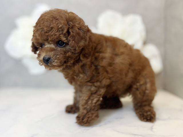 東京都のタイニープードル (ペッツファースト下北沢店/2025年4月14日生まれ/男の子/レッド)の子犬の2枚目の画像