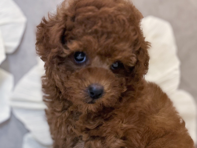 東京都のタイニープードル (ペッツファースト下北沢店/2025年4月14日生まれ/男の子/レッド)の子犬の3枚目の画像