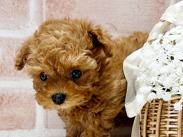 福岡県のタイニープードル (ペッツファースト筑紫野店/2025年4月14日生まれ/女の子/レッド)の子犬の3枚目の画像