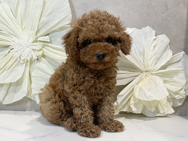 東京都のタイニープードル (ペッツファースト原宿店/2025年4月13日生まれ/女の子/レッド)の子犬