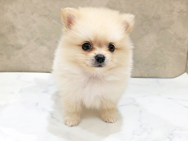 ポメラニアン