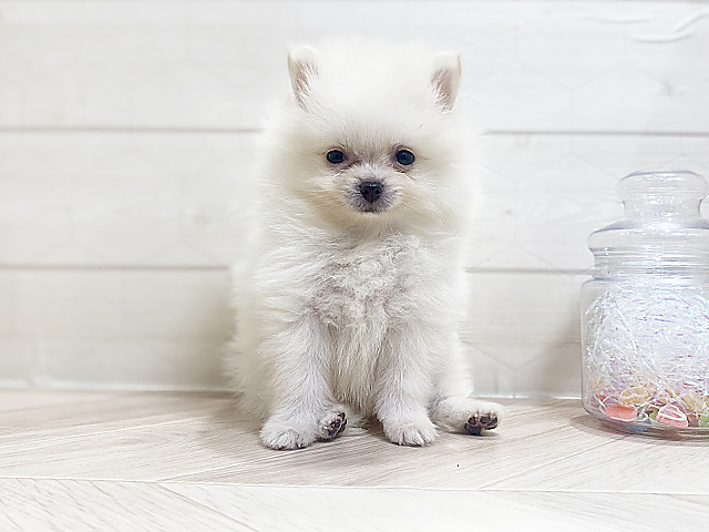 埼玉県のポメラニアン (ペッツファーストレイクタウン店/2025年4月14日生まれ/男の子/クリーム)の子犬