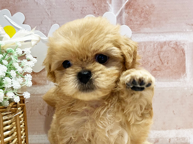神奈川県のペキプー(ペキニーズ×プードル) (ペッツファースト横浜元町店/2025年4月13日生まれ/女の子/アプリコット)の子犬の3枚目の画像