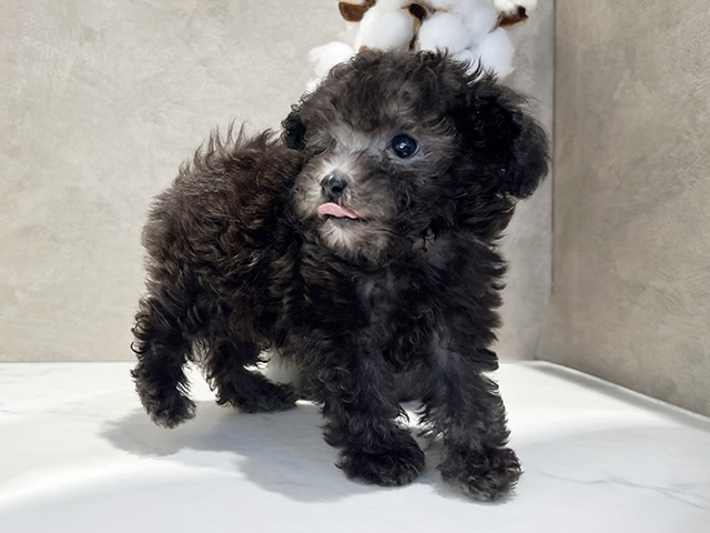 東京都のタイニープードル (ペッツファースト代官山店/2025年4月12日生まれ/男の子/シルバー)の子犬の3枚目の画像