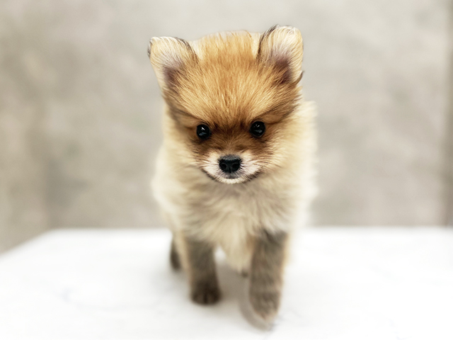 ポメラニアン