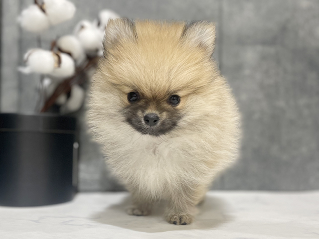 東京都のポメラニアン (ペッツファースト中野店/2025年4月12日生まれ/女の子/オレンジ)の子犬の1枚目の画像