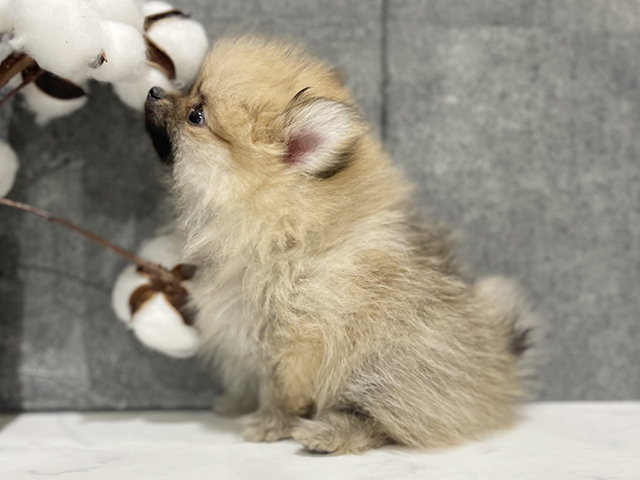 東京都のポメラニアン (ペッツファースト中野店/2025年4月12日生まれ/女の子/オレンジ)の子犬の2枚目の画像