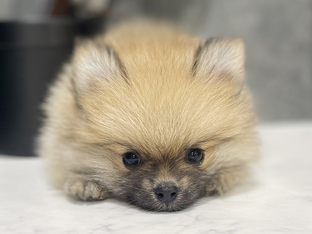 東京都のポメラニアン (ペッツファースト中野店/2025年4月12日生まれ/女の子/オレンジ)の子犬の3枚目の画像