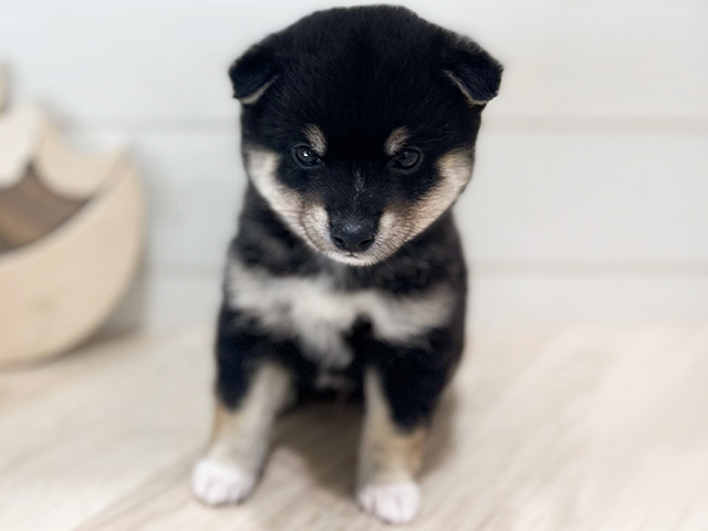 豆柴