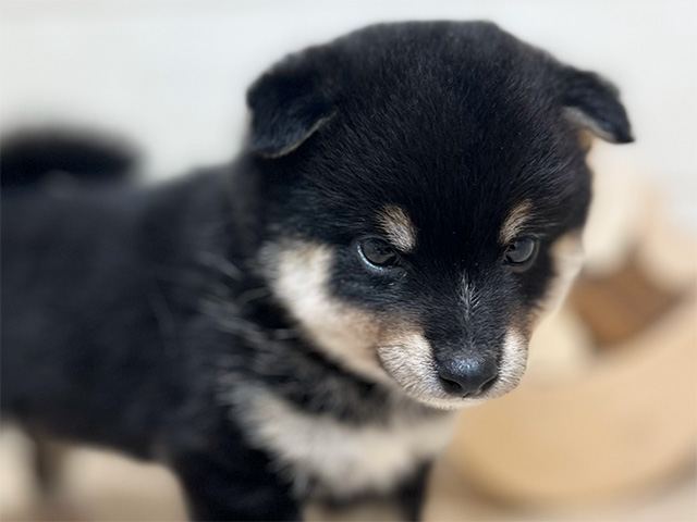 東京都の豆柴 (ペッツファースト吉祥寺本店/2025年4月14日生まれ/男の子/黒)の子犬の3枚目の画像