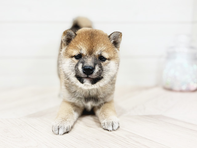 千葉県の豆柴 (ペッツファーストららぽーとTOKYO-BAY店/2025年4月14日生まれ/女の子/赤)の子犬