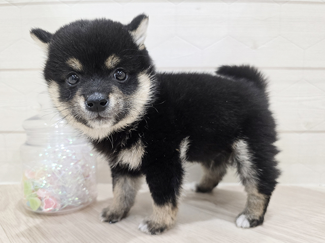 東京都の豆柴 (ペッツファースト吉祥寺サンロード店/2025年4月14日生まれ/男の子/黒)の子犬の2枚目の画像