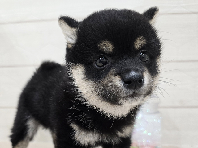 東京都の豆柴 (ペッツファースト吉祥寺サンロード店/2025年4月14日生まれ/男の子/黒)の子犬の3枚目の画像