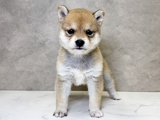 埼玉県の豆柴 (ペッツファーストPETEMOレイクタウンmori店/2025年4月14日生まれ/女の子/赤)の子犬の1枚目の画像
