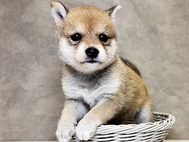 埼玉県の豆柴 (ペッツファーストPETEMOレイクタウンmori店/2025年4月14日生まれ/女の子/赤)の子犬の3枚目の画像