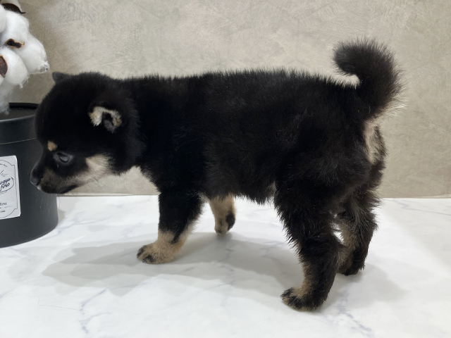 東京都の豆柴 (ペッツファースト晴海店/2025年4月14日生まれ/男の子/黒)の子犬の2枚目の画像