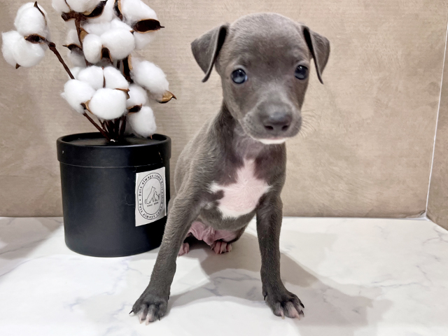 イタリアングレーハウンド 茶屋町店 │ペッツファースト公式サイト