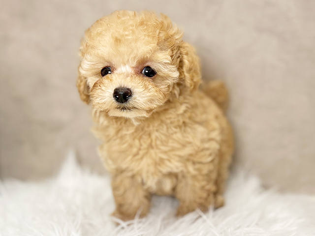 東京都のタイニープードル (ペッツファースト青山店/2025年4月14日生まれ/男の子/クリーム)の子犬