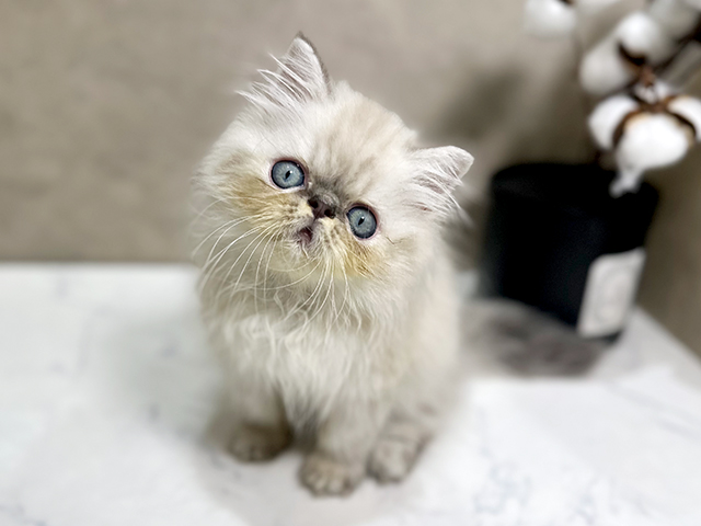 東京都のヒマラヤン (ペッツファースト中野店/2025年4月15日生まれ/男の子/ブルーポイント)の子猫の3枚目の画像