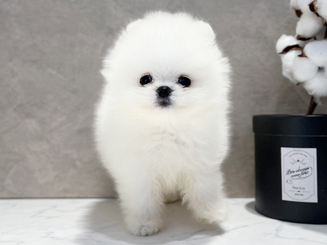 東京都のポメラニアン (ペッツファースト代官山店/2025年4月15日生まれ/男の子/ホワイト)の子犬の1枚目の画像