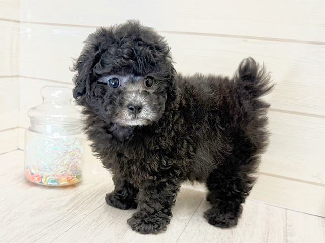 愛知県のトイプードル(トイ) (ペッツファースト大高店/2025年4月14日生まれ/男の子/シルバー)の子犬の2枚目の画像