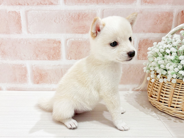 東京都の豆柴 (ペッツファースト自由が丘店/2025年4月15日生まれ/女の子/白)の子犬の2枚目の画像
