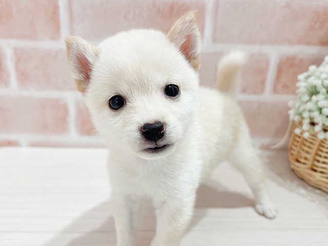 東京都の豆柴 (ペッツファースト自由が丘店/2025年4月15日生まれ/女の子/白)の子犬の3枚目の画像