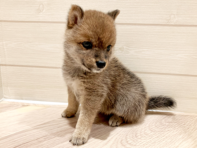 東京都の豆柴 (ペッツファースト豊洲店/2025年4月15日生まれ/女の子/赤)の子犬の3枚目の画像