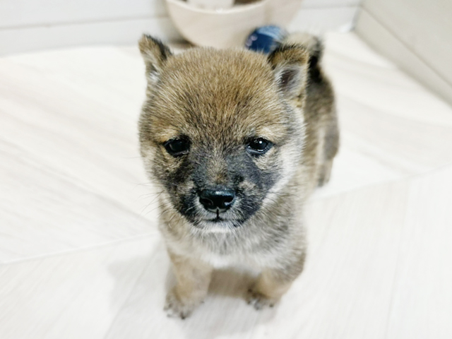 広島県の豆柴 (ペッツファースト広島府中店/2025年4月15日生まれ/男の子/赤)の子犬の1枚目の画像