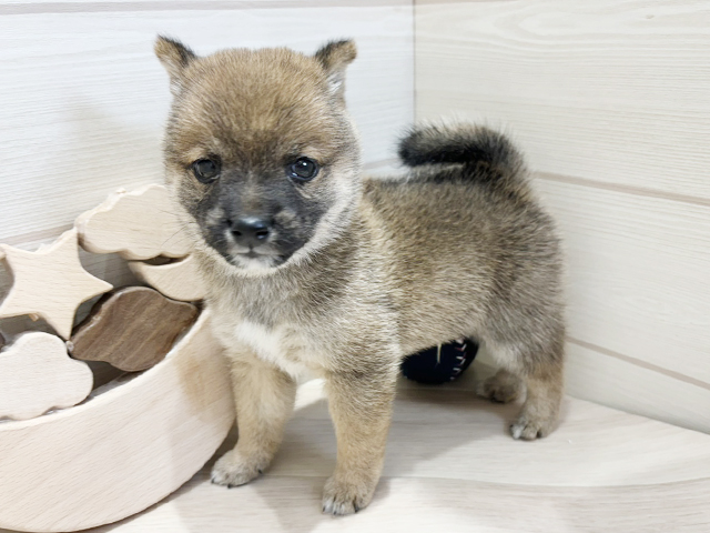 広島県の豆柴 (ペッツファースト広島府中店/2025年4月15日生まれ/男の子/赤)の子犬の2枚目の画像