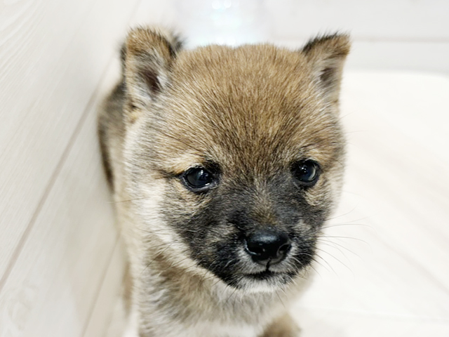 広島県の豆柴 (ペッツファースト広島府中店/2025年4月15日生まれ/男の子/赤)の子犬の3枚目の画像