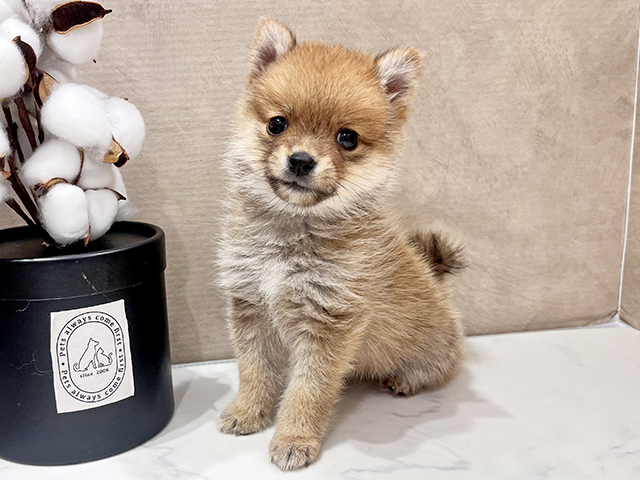 大阪府のポメ柴/豆ポメ/ポメ豆柴(ポメラニアン×柴犬) (ペッツファースト茶屋町店/2025年4月14日生まれ/女の子/赤)の子犬の1枚目の画像