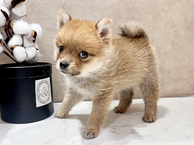 大阪府のポメ柴/豆ポメ/ポメ豆柴(ポメラニアン×柴犬) (ペッツファースト茶屋町店/2025年4月14日生まれ/女の子/赤)の子犬の2枚目の画像