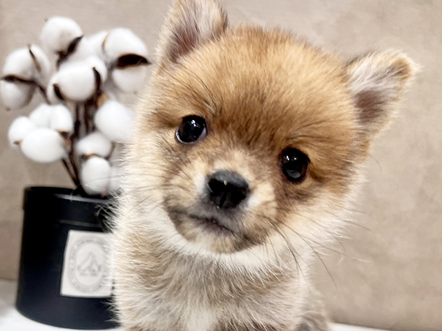 大阪府のポメ柴/豆ポメ/ポメ豆柴(ポメラニアン×柴犬) (ペッツファースト茶屋町店/2025年4月14日生まれ/女の子/赤)の子犬の3枚目の画像
