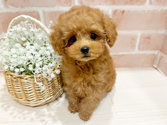東京都のティーカッププードル (ペッツファースト町田店/2025年4月14日生まれ/男の子/レッド)の子犬の1枚目の画像